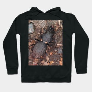 Greater Night-stalking Tiger Beetle Hoodie